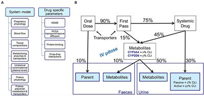 Physiologically Based Pharmacokinetics Model in Pregnancy: A Regulatory Perspective on Model Evaluation